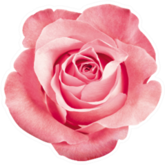 Beautiful Pink Rose Blossom Sticker