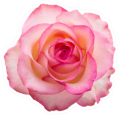 Beautiful Pink Rose Isolated On White Sticker