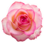 Beautiful Pink Rose Isolated On White Sticker