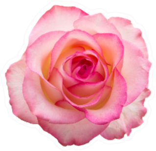 Beautiful Pink Rose Isolated On White Sticker