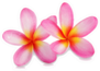 Beautiful Pink Tropical Plumeria Flowers Sticker
