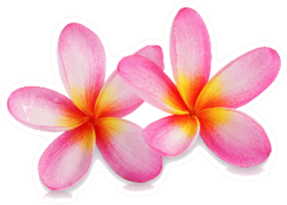 Beautiful Pink Tropical Plumeria Flowers Sticker