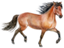 Beautiful Purebred Red Horse Sticker