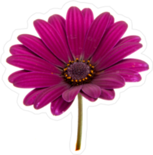 Beautiful Purple Daisy Sticker