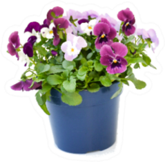 Beautiful Real Pansy Bouquet In Pot Sticker