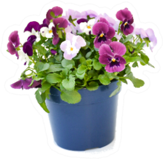 Beautiful Real Pansy Bouquet In Pot Sticker