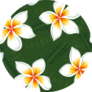 Beautiful Realistic Flowers White Plumeria On Green Pattern Sticker