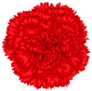 Beautiful Red Carnation Up Close Sticker