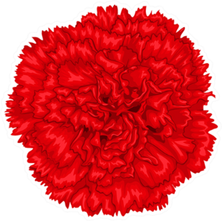 Beautiful Red Carnation Up Close Sticker