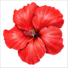Beautiful Red Hibiscus Sticker