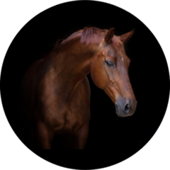 Beautiful Red Horse Portrait On Black Background Sticker