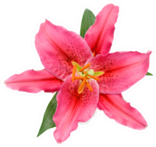 Beautiful Red Lily Flower And Leaves Sticker