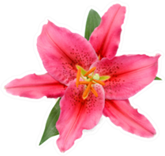 Beautiful Red Lily Flower And Leaves Sticker