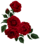 Beautiful Rose Bunch Of Four Isolated On White Sticker