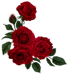 Beautiful Rose Bunch Of Four Isolated On White Sticker