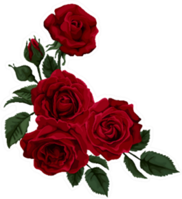 Beautiful Rose Bunch Of Four Isolated On White Sticker