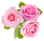Beautiful Roses Buch Of Three Flowers Sticker