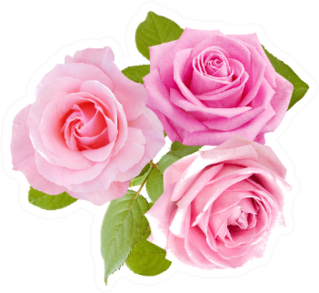 Beautiful Roses Buch Of Three Flowers Sticker