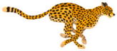 Beautiful Running Cheetah Big Wild Cat Sticker