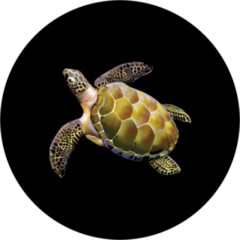 Beautiful Sea Turtle Sticker