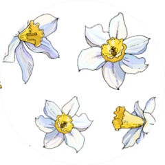 Beautiful Seamless Daffodil Floral Pattern Sticker
