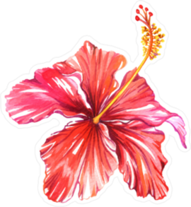 Beautiful Single Hibiscus Flower Sticker
