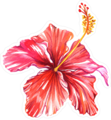 Beautiful Single Hibiscus Flower Sticker