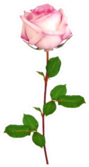 Beautiful Single Pink Rose Watercolor Sticker