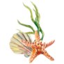 Beautiful Starfish Sea Sticker