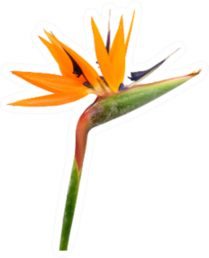 Beautiful Strelitzia Reginae Flower Isolated Sticker