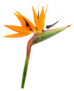 Beautiful Strelitzia Reginae Flower Isolated Sticker