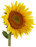 Beautiful Sunflower Photo Sticker