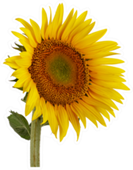 Beautiful Sunflower Photo Sticker