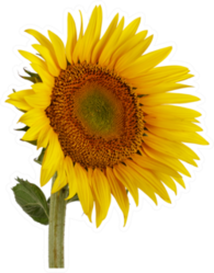 Beautiful Sunflower Photo Sticker