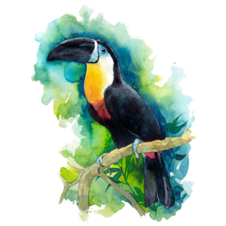Beautiful Toucan On A Green Background Sticker