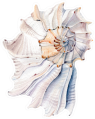 Beautiful Watercolor Sea Shell Sticker