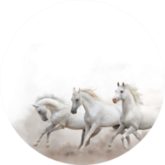 Beautiful White Arabian Horses Running Sticker