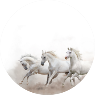 Beautiful White Arabian Horses Running Sticker
