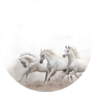 Beautiful White Arabian Horses Running Sticker