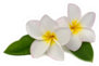 Beautiful White Plumeria Rubra Flowers Sticker