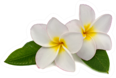 Beautiful White Plumeria Rubra Flowers Sticker