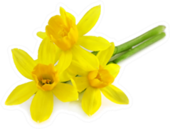 Beautiful Yellow Daffodils On Surface Sticker