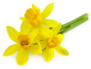 Beautiful Yellow Daffodils On Surface Sticker