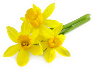 Beautiful Yellow Daffodils On Surface Sticker