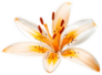 Beautiful Yellow Orange Lily Isolated Sticker