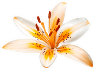 Beautiful Yellow Orange Lily Isolated Sticker