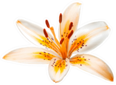 Beautiful Yellow Orange Lily Isolated Sticker