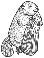 Beaver And Tree Sketch Illustration Sticker