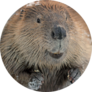 Beaver Close Up Sticker