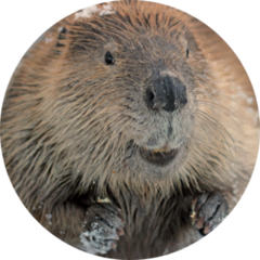 Beaver Close Up Sticker